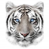 Plaid Tigre Blanc 120 x 150 cm - Couverture en flanelle douce